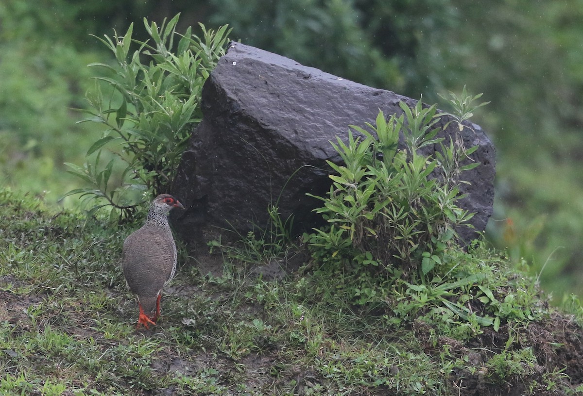 Harwood's Spurfowl - ML582410331