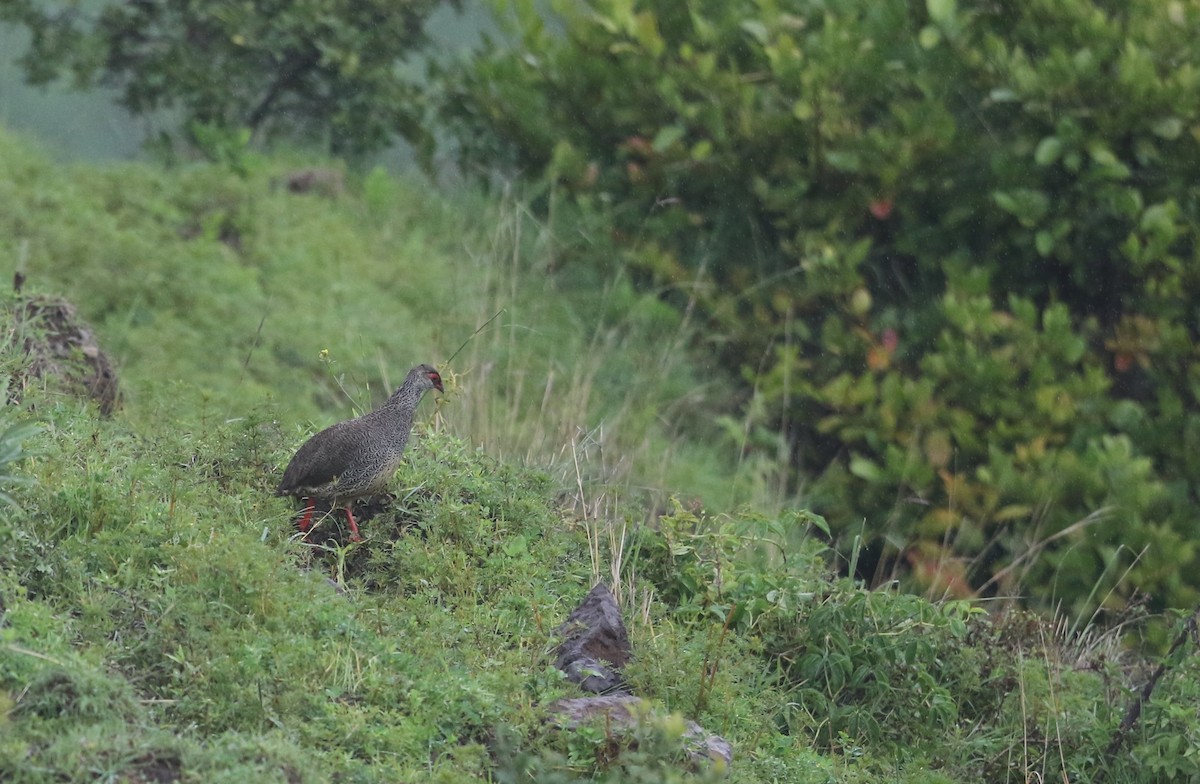 Harwood's Spurfowl - Michael Buckham