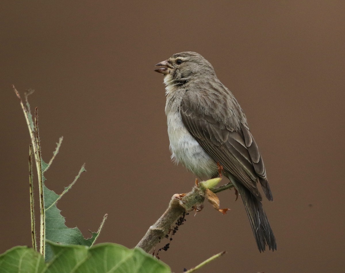 Yellow-rumped Serin - ML582410421