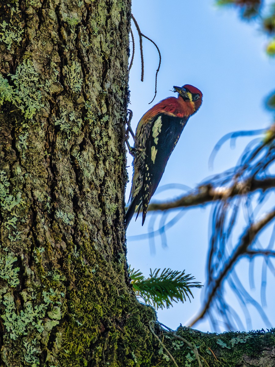 Red-breasted Sapsucker - ML582411411