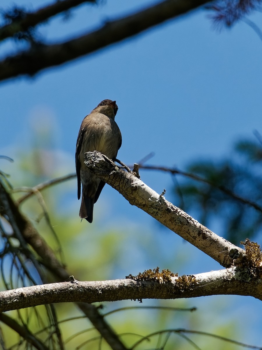 Western Wood-Pewee - ML582411431