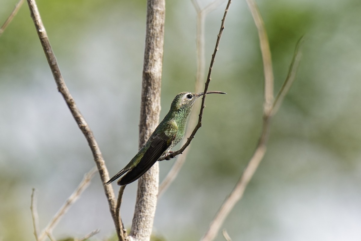 kolibřík rudozobý - ML582411871