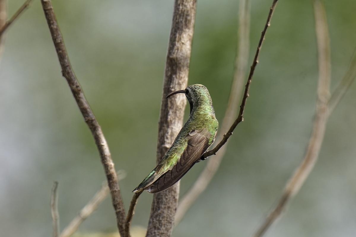 Colibrí Guainumbí - ML582411881