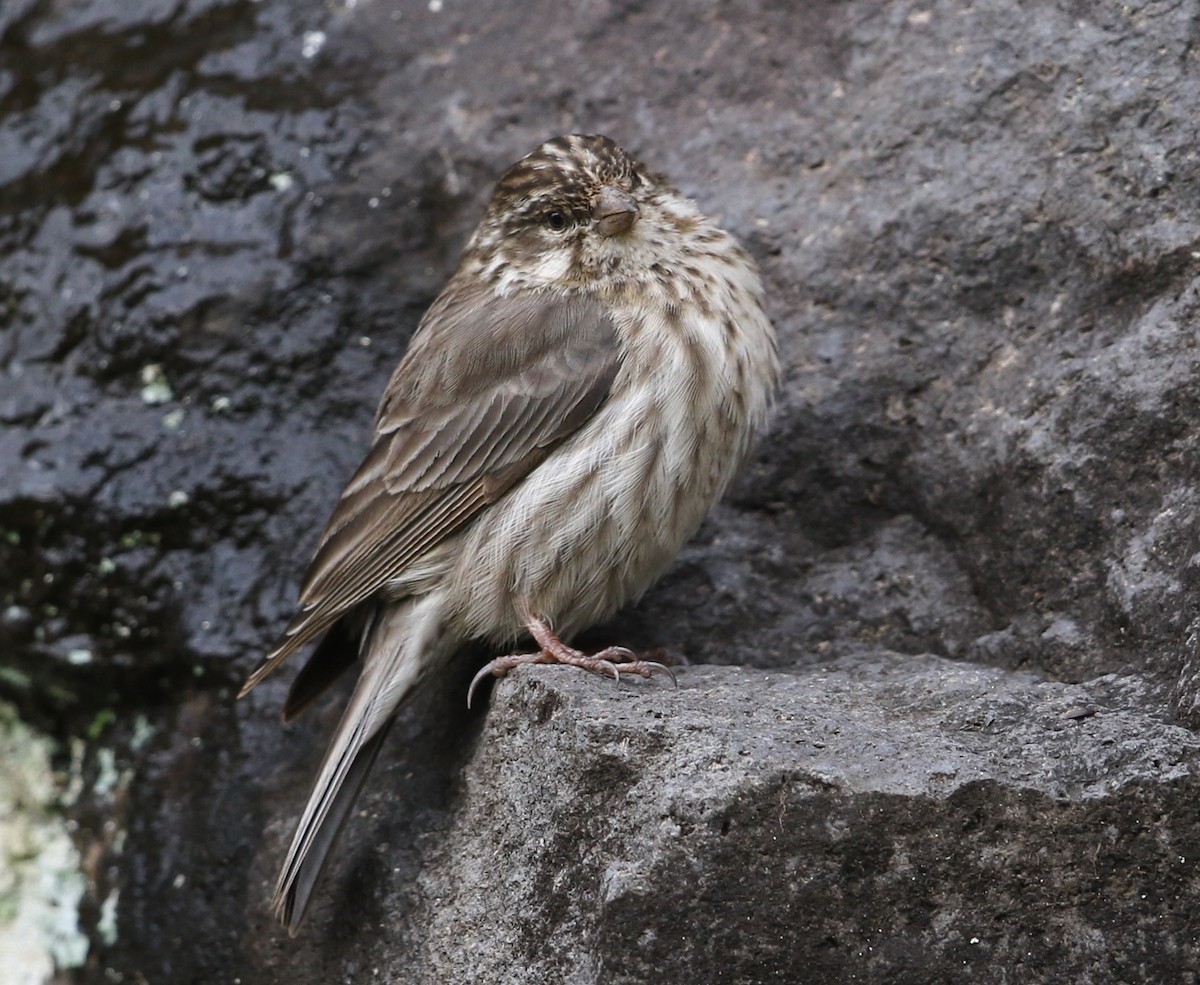 Serin d'Ankober - ML582412281