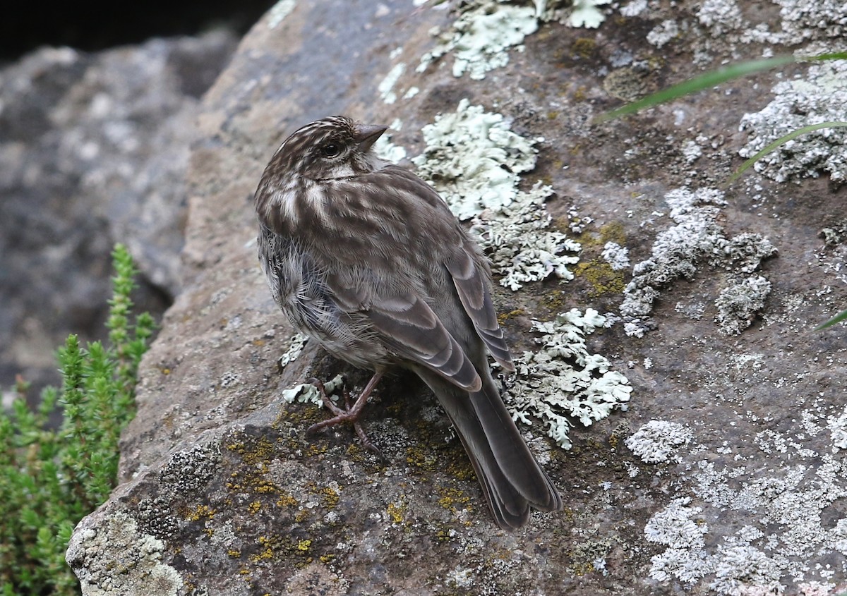 Serin d'Ankober - ML582412311