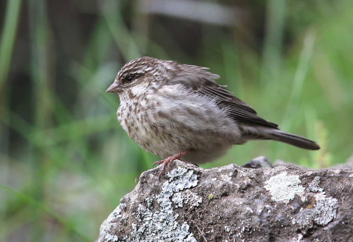 Serin d'Ankober - ML582412321