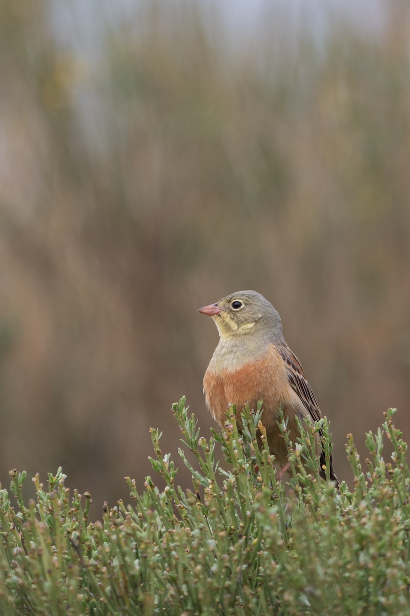 Ortolan Bunting - ML582412421