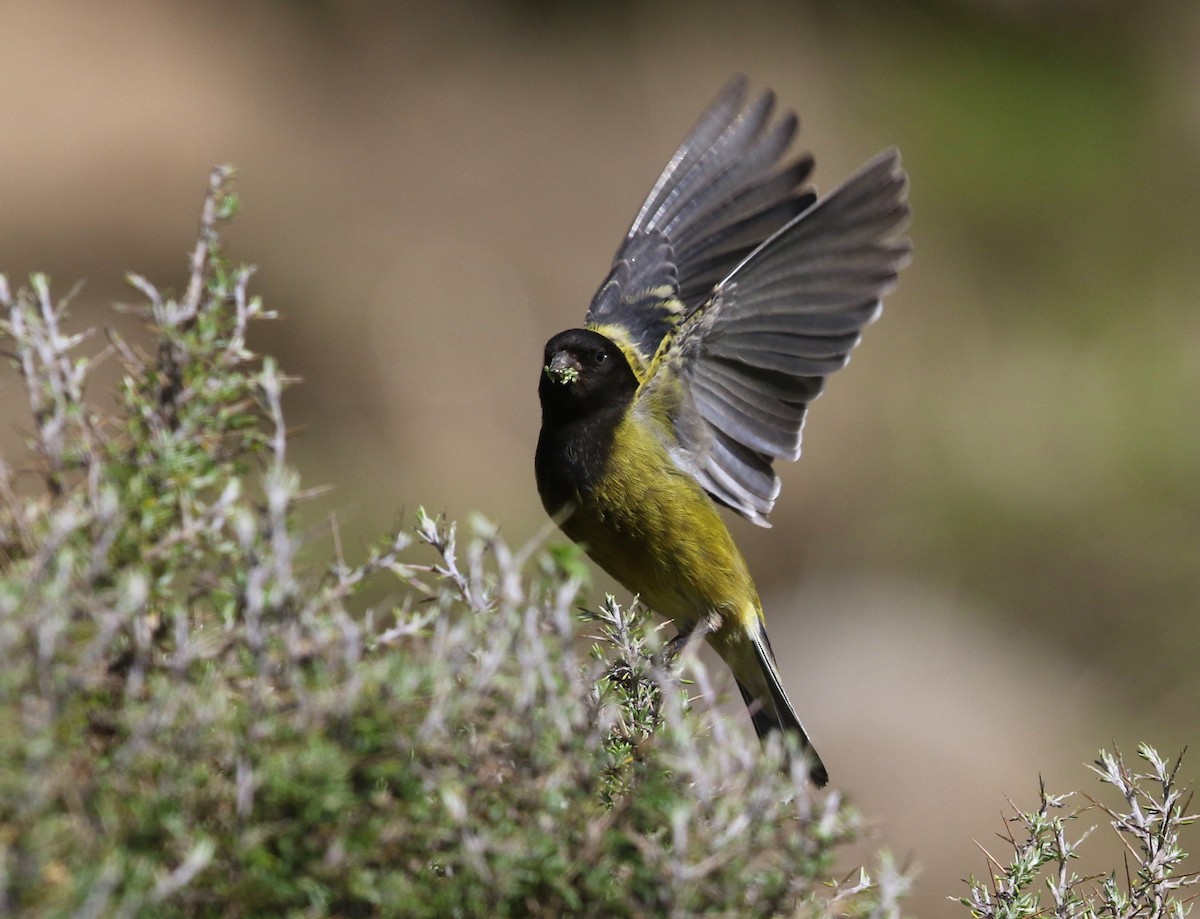 Ethiopian Siskin - ML582412741