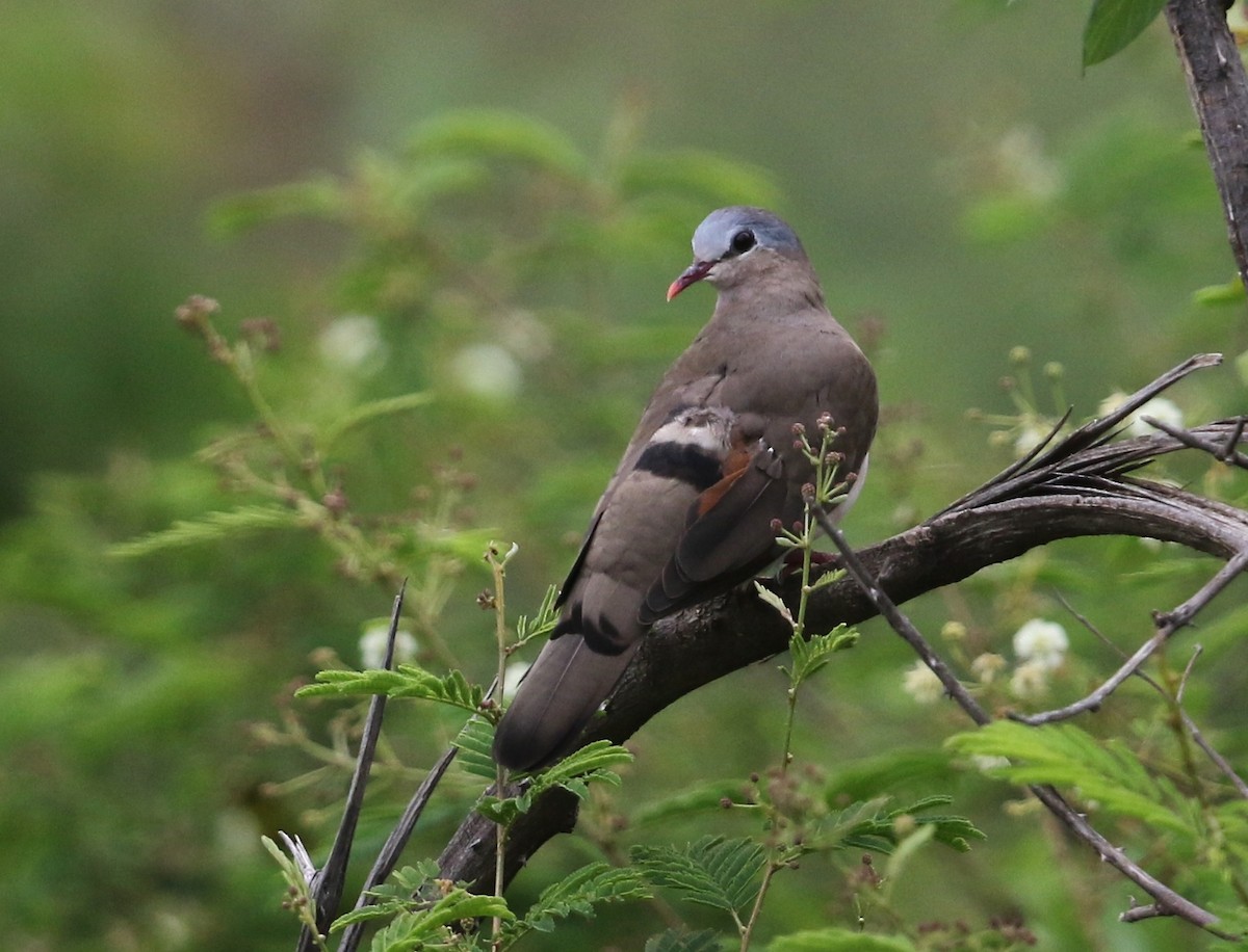 Blue-spotted Wood-Dove - ML582413011