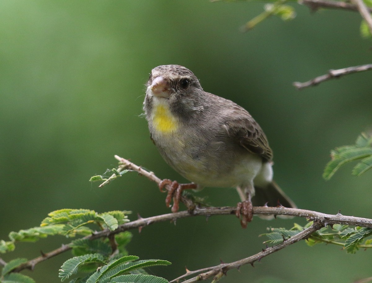 Serin à gorge jaune - ML582413521