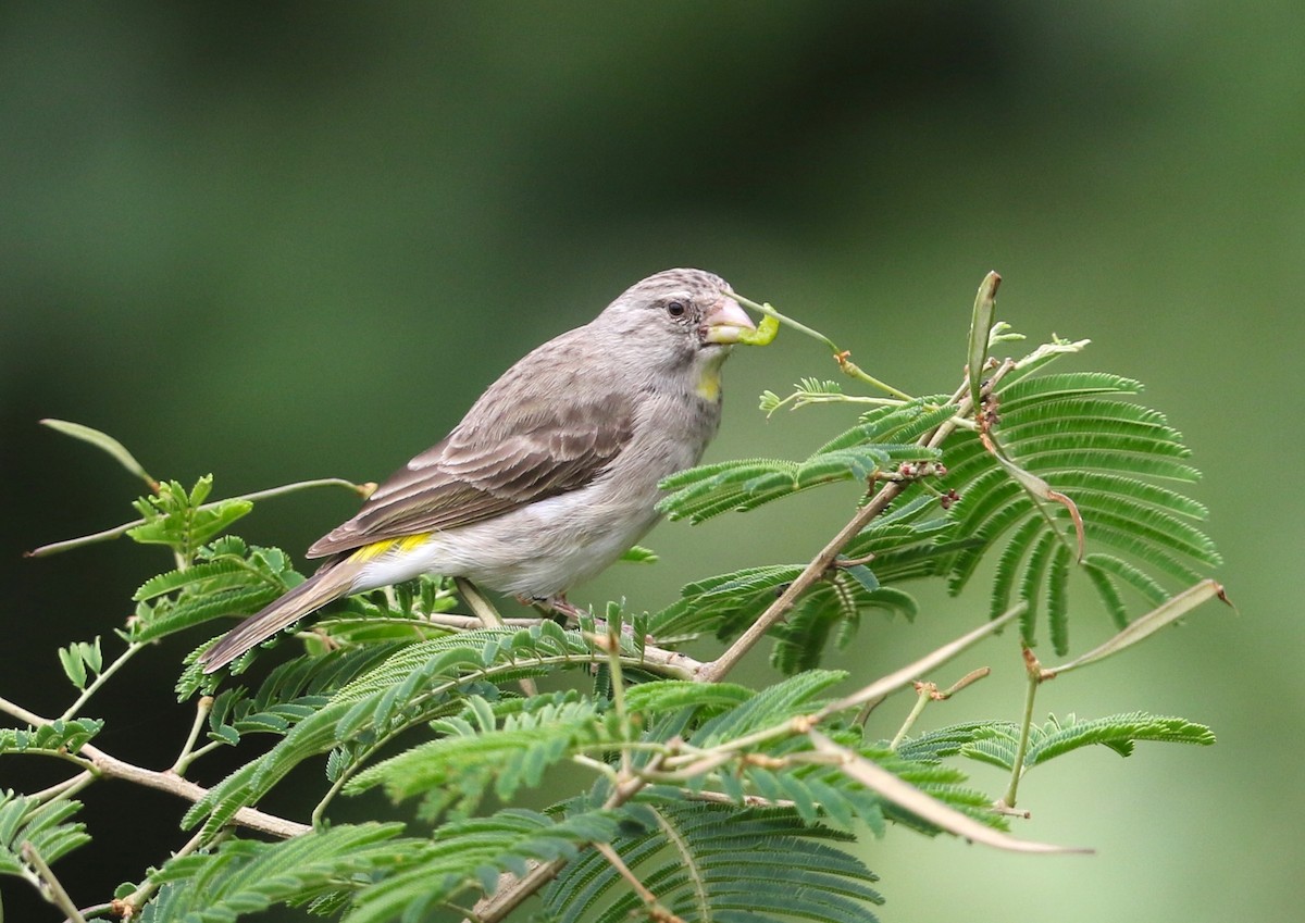 Yellow-throated Serin - ML582413531