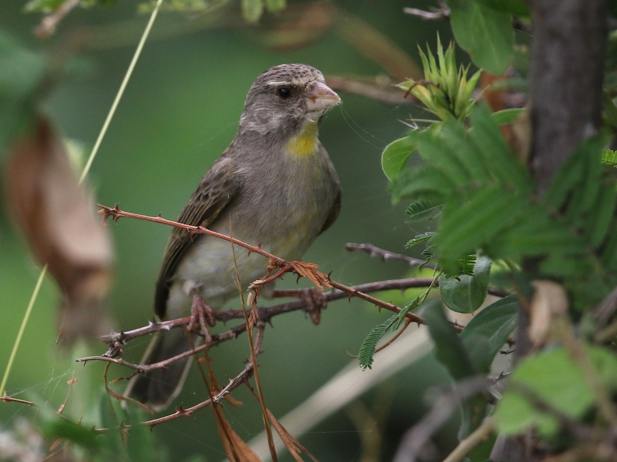 Serin à gorge jaune - ML582413551