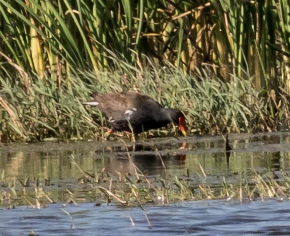 Common Gallinule - ML58241391