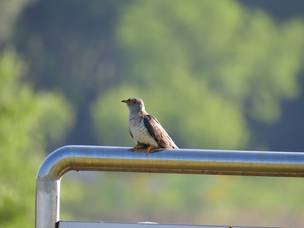 Common Cuckoo - Yawei Zhang