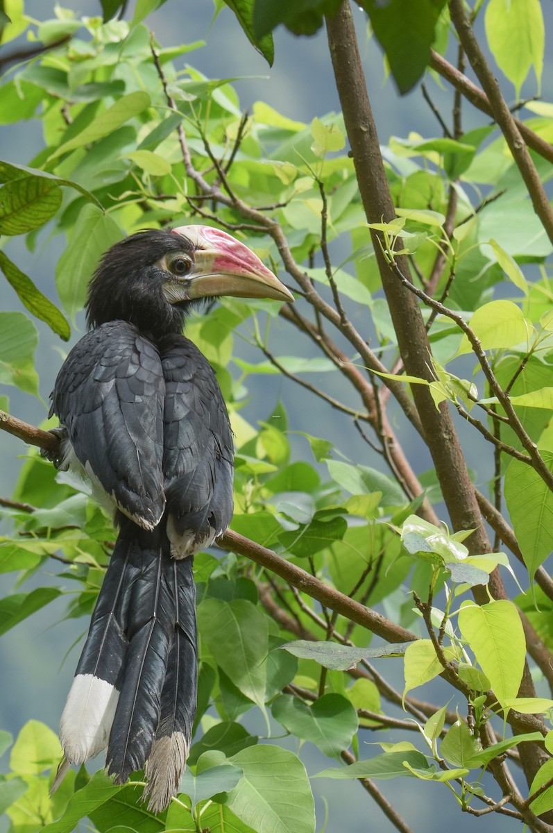 Oriental Pied-Hornbill - Sourashis Mukhopadhyay