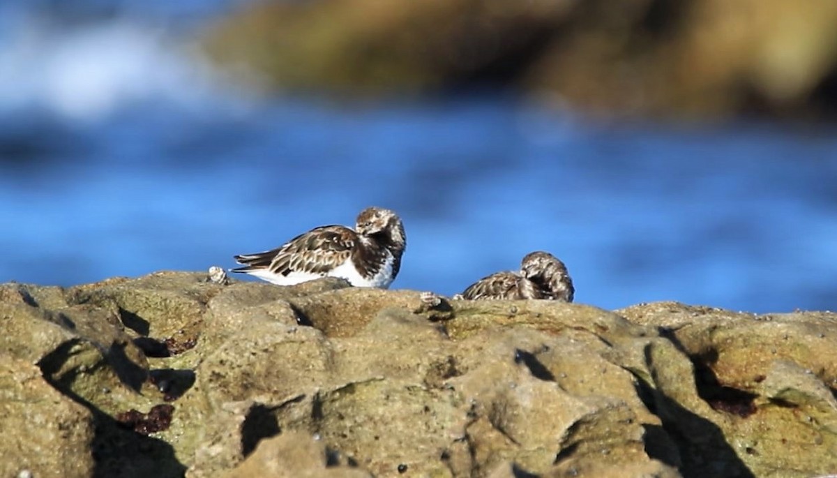 Ruddy Turnstone - Thalia and Darren Broughton