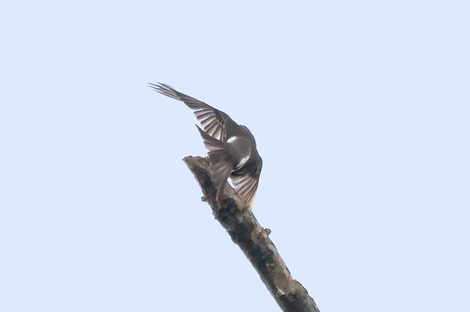 Olive-sided Flycatcher - ML58241711