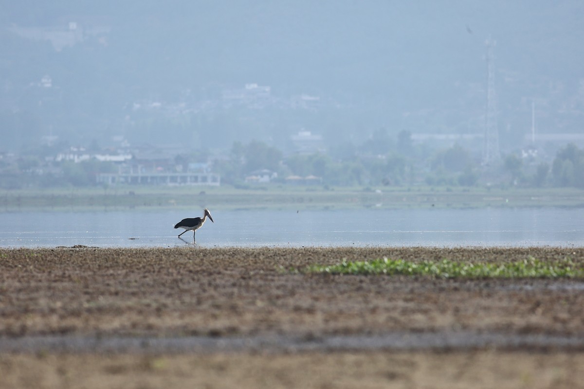 Lesser Adjutant - ML582417211