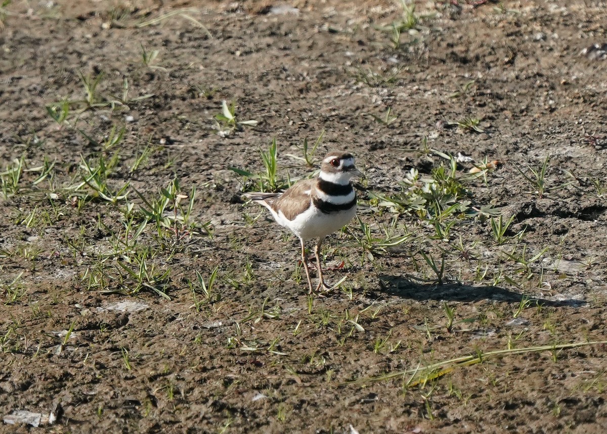 Killdeer - ML582418471