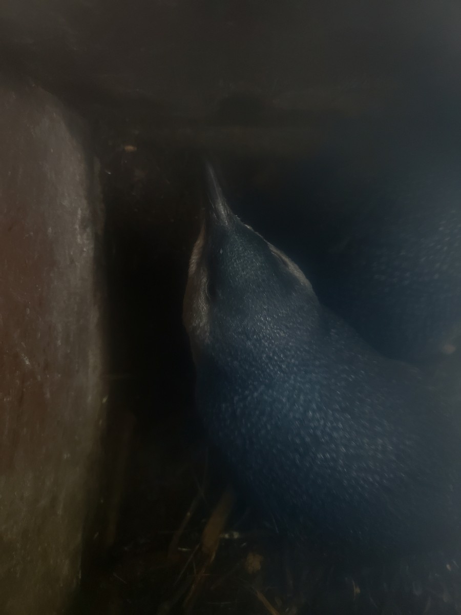 tučňák nejmenší - ML582419281