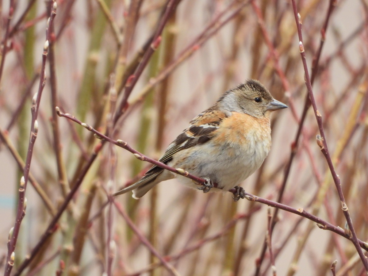 Brambling - ML582420571