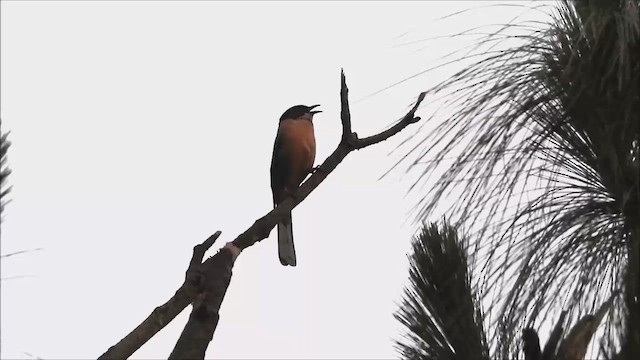 Rufous Sibia - ML582420861