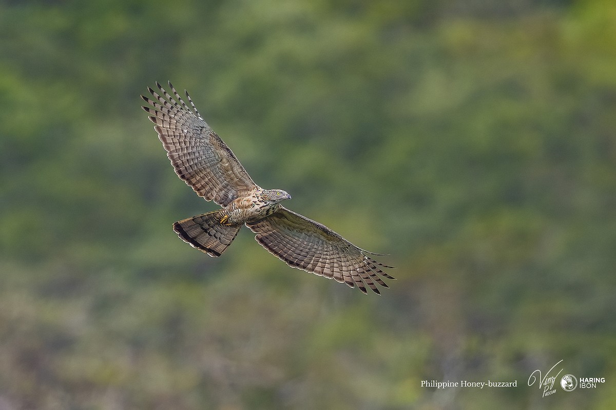 Philippinenwespenbussard - ML582421001