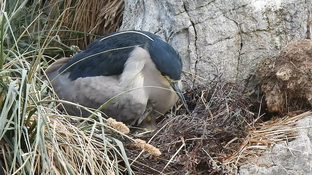 Black-crowned Night Heron - ML582421431