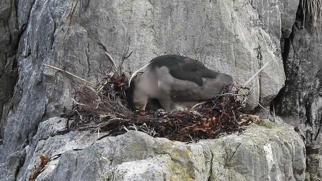 Black-crowned Night Heron - ML582421441