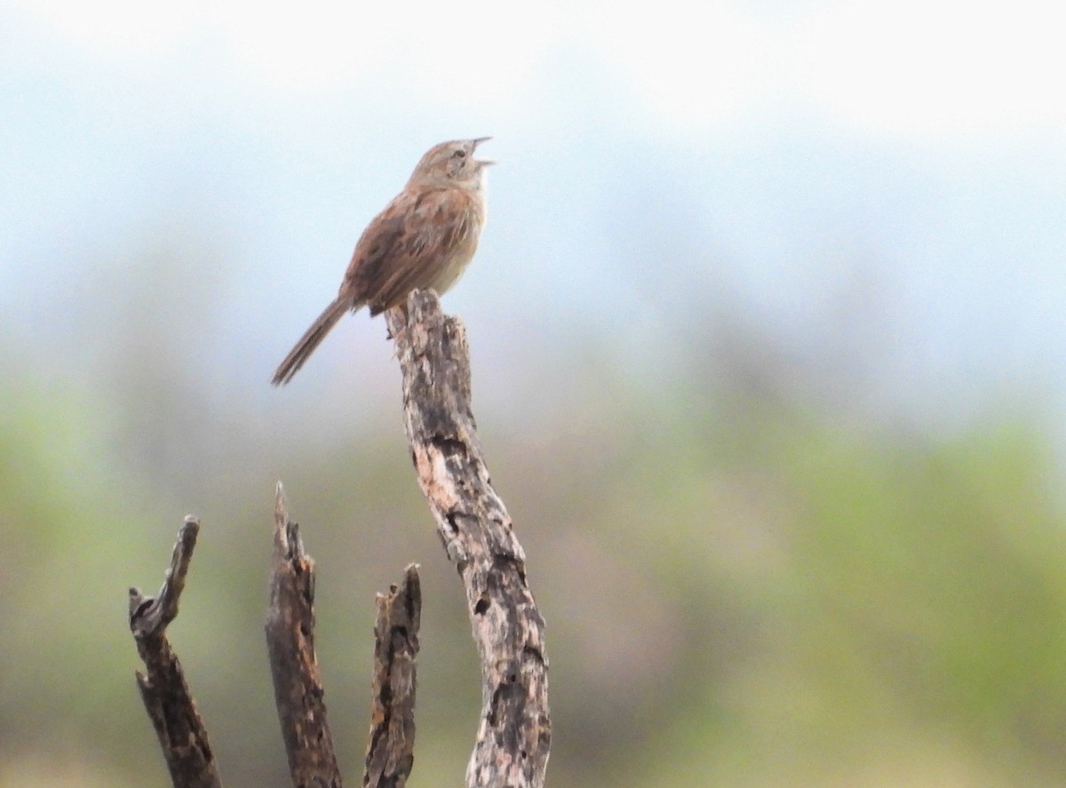 eBird Checklist - 20 Aug 2022 - Madera Canyon--Proctor Rd. - 3 species