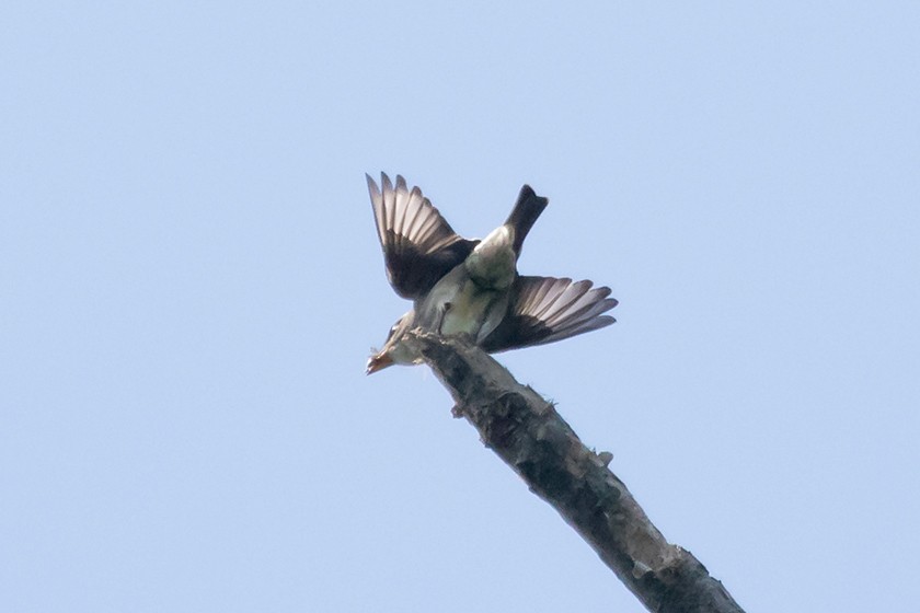 Olive-sided Flycatcher - ML58242271