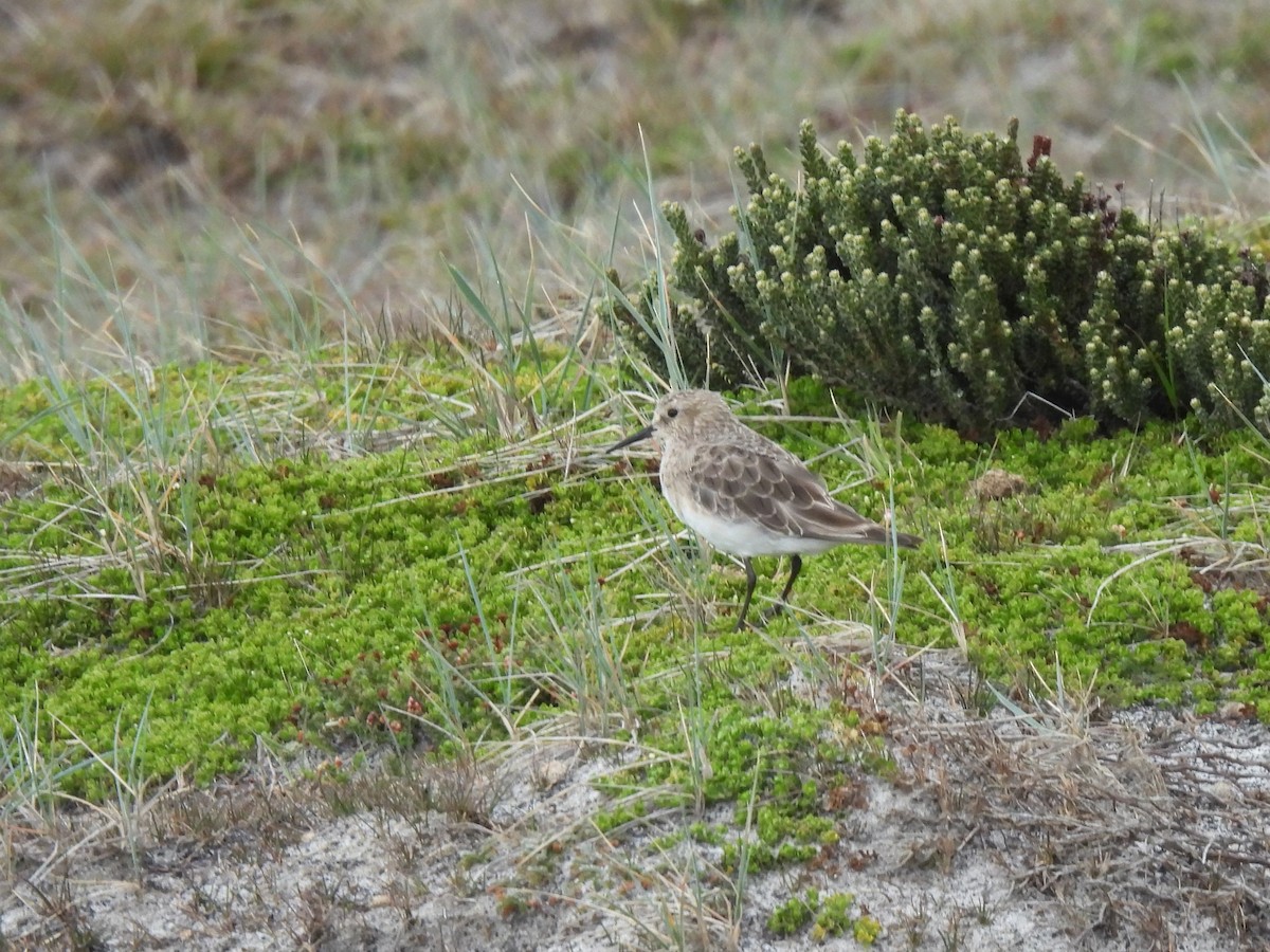 Baird's Sandpiper - ML582422931