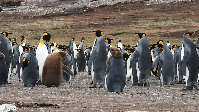 tučňák patagonský - ML582423361