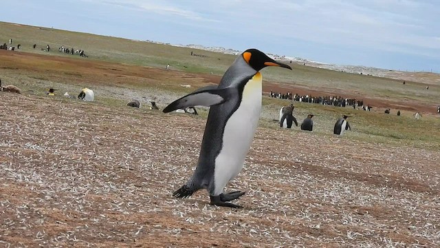 tučňák patagonský - ML582423581