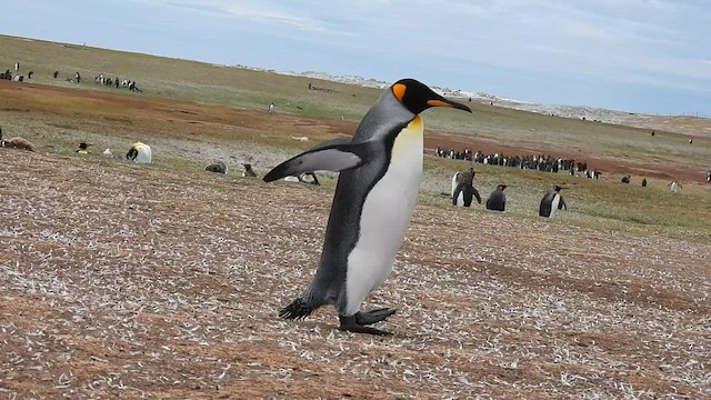 King Penguin - ML582423581