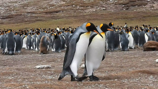 Королевский пингвин - ML582423611
