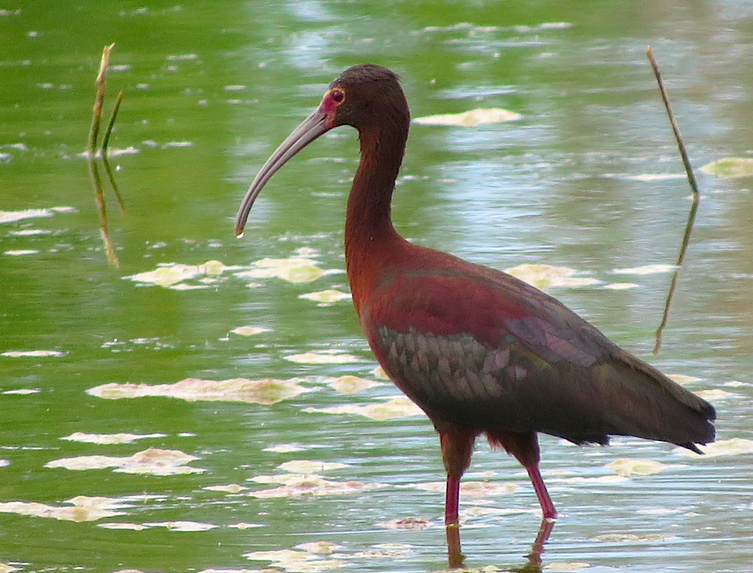 ibis americký - ML58242441