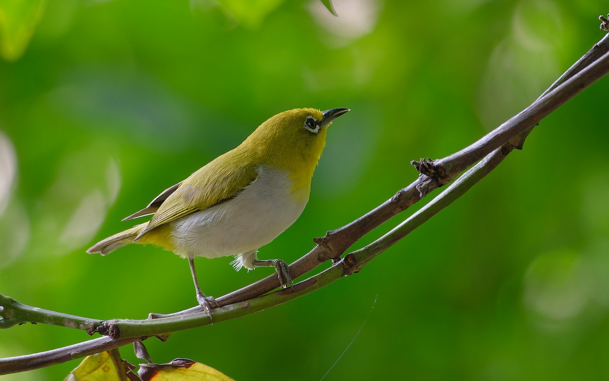 Indian White-eye - Shashika Bandara