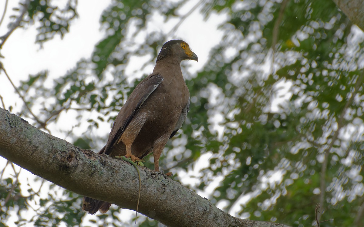 Crested Serpent-Eagle (Crested) - Shashika Bandara