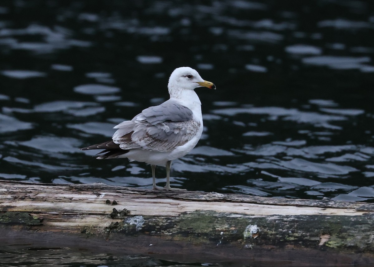 California Gull - ML582425371