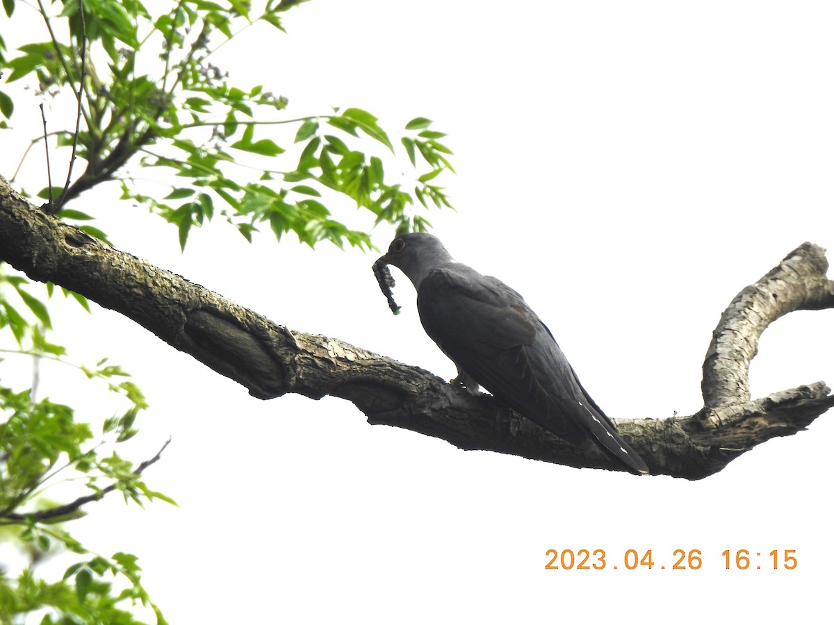 Oriental Cuckoo - Mei-Luan Wang