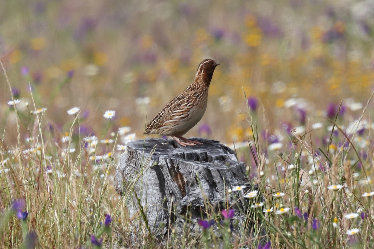 Common Quail - ML582427441