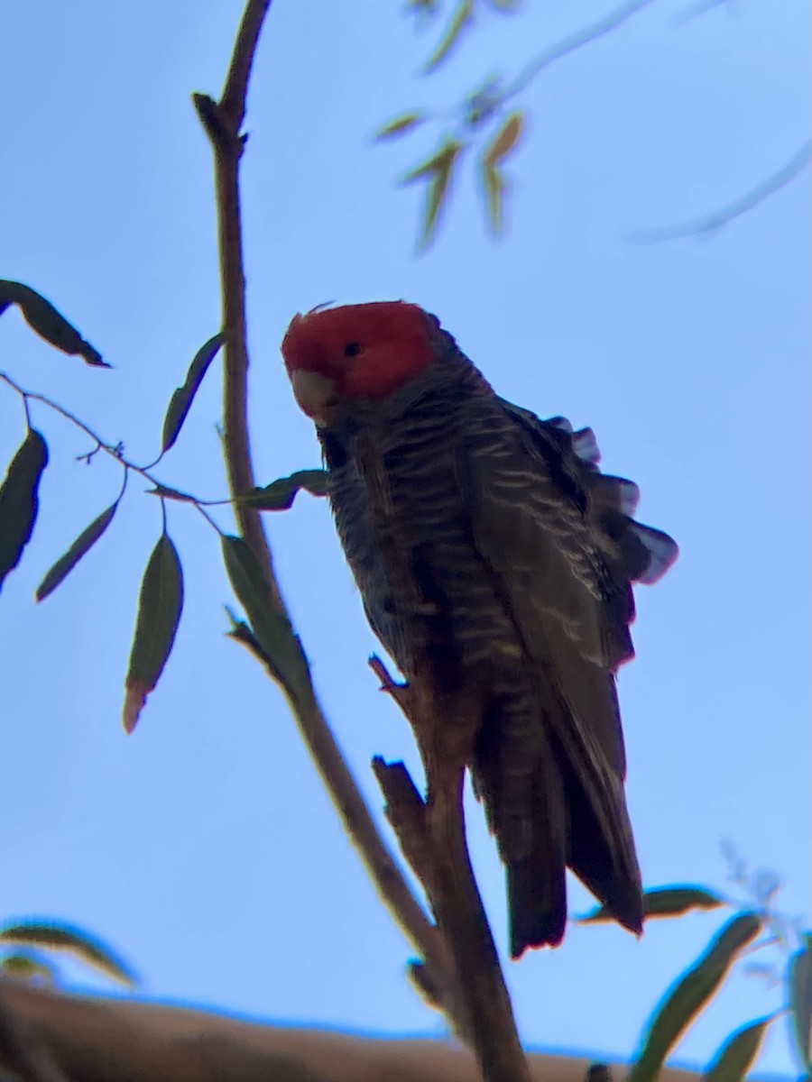 Cacatoès à tête rouge - ML582427681