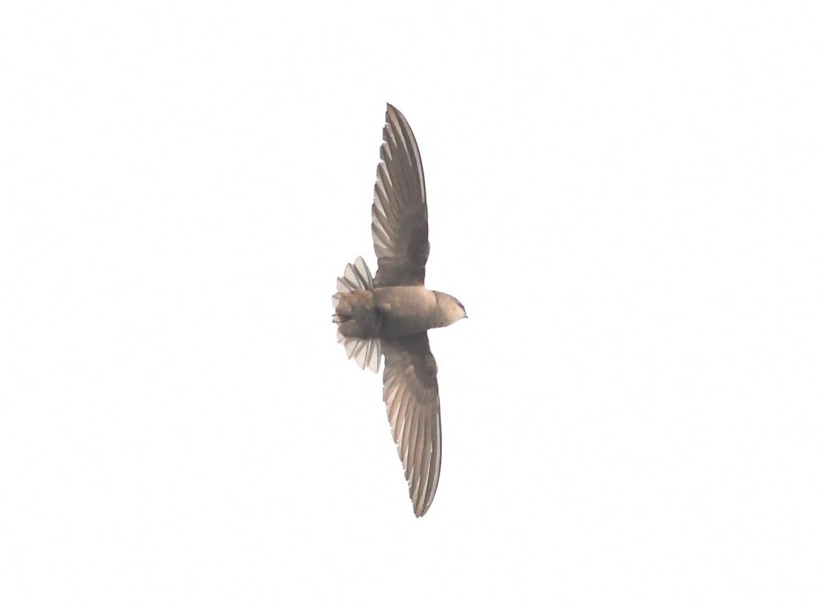 Chimney Swift - ML582429531