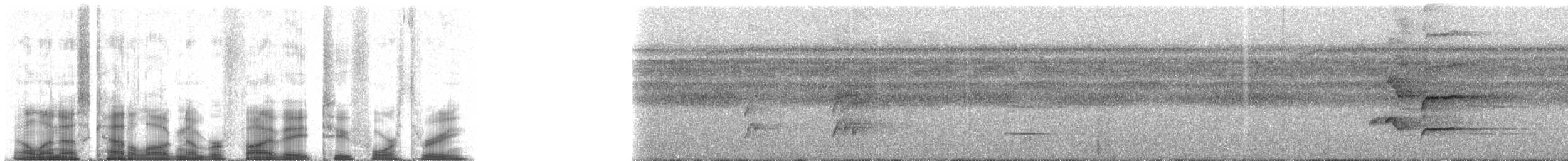 Черношапочная которра - ML58243