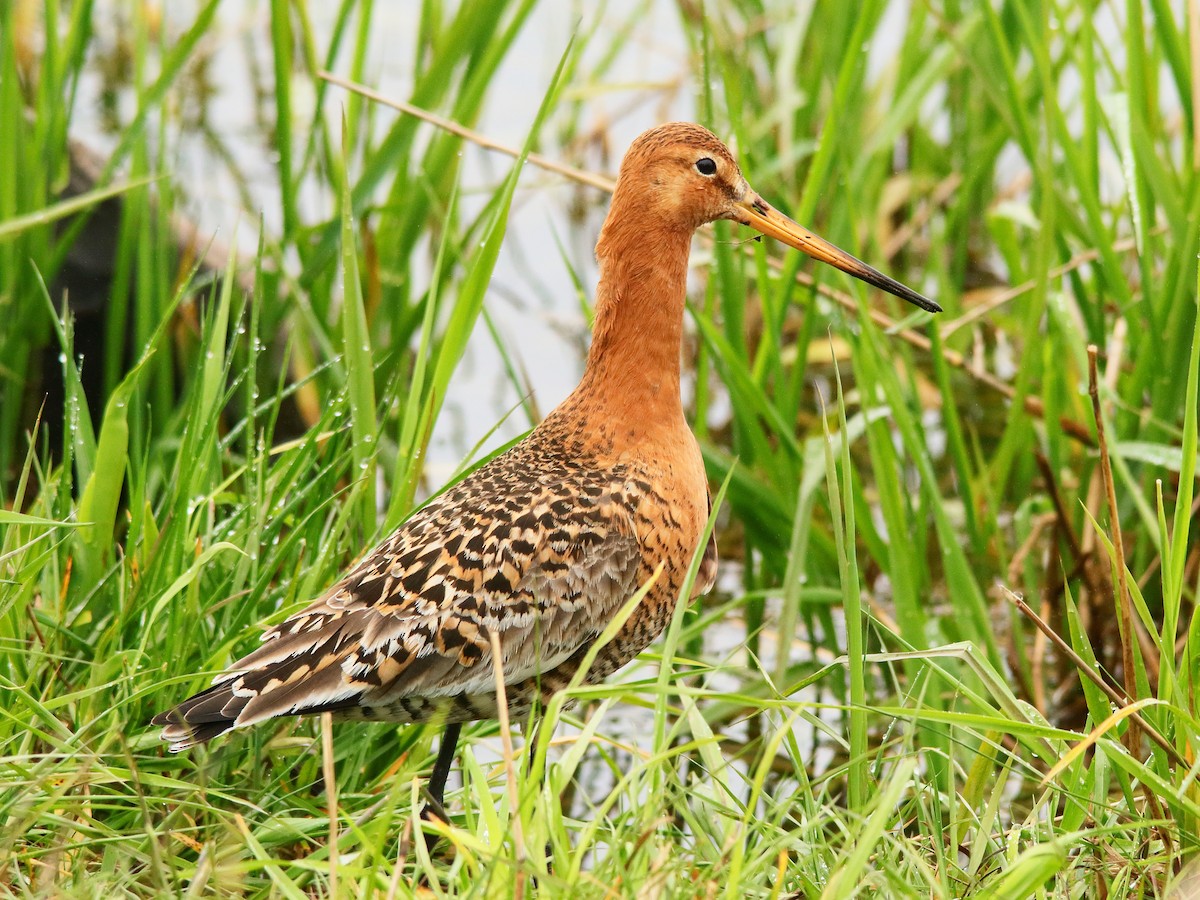 Black-tailed Godwit - Blair Fleming