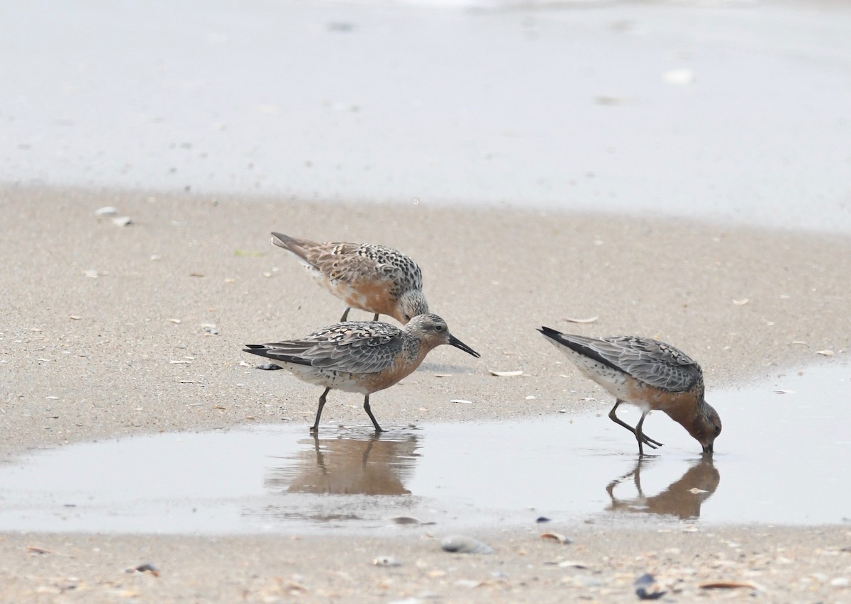 Red Knot - ML582431251