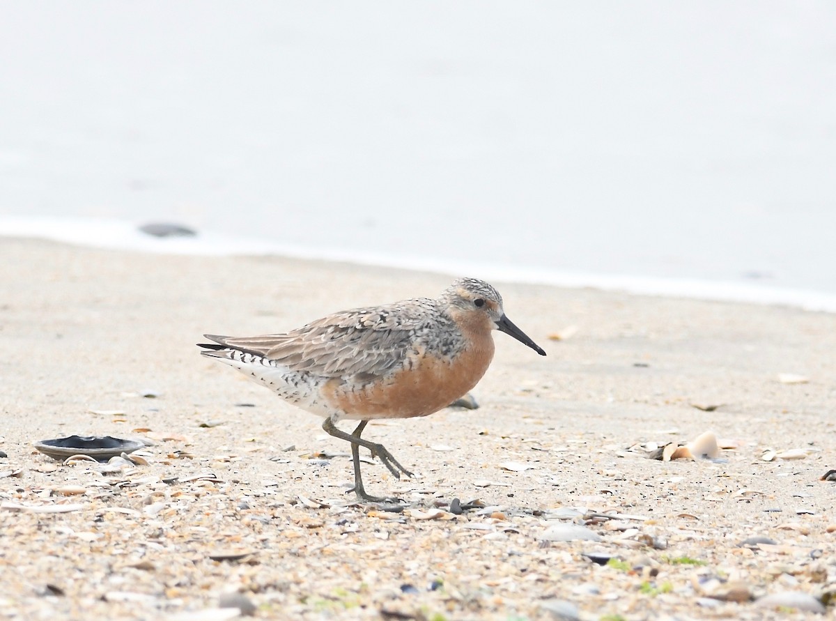 Red Knot - ML582431261