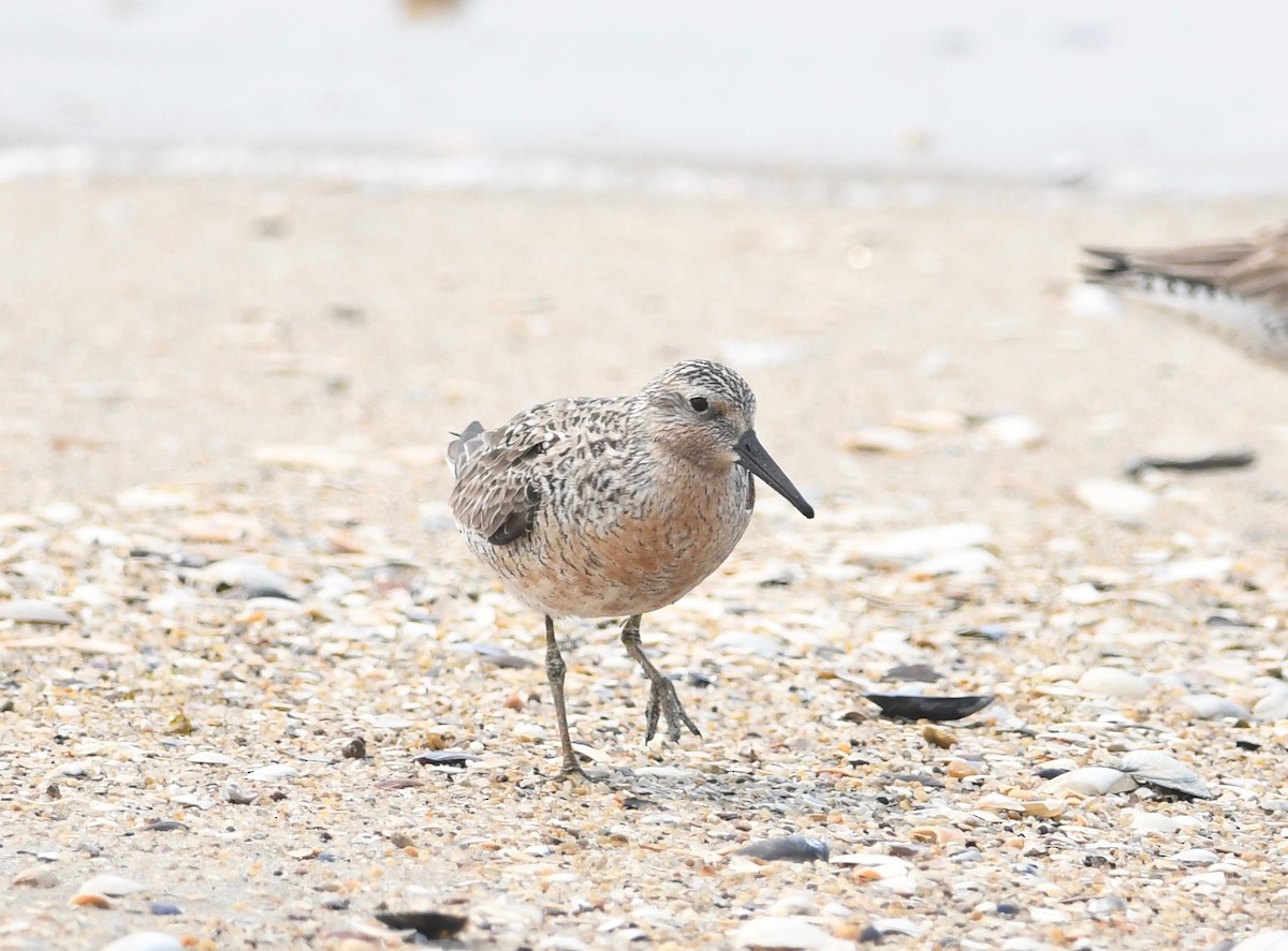 Red Knot - Peter Paul