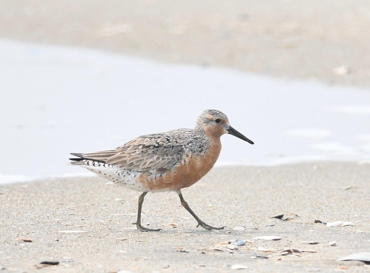 Red Knot - ML582431281
